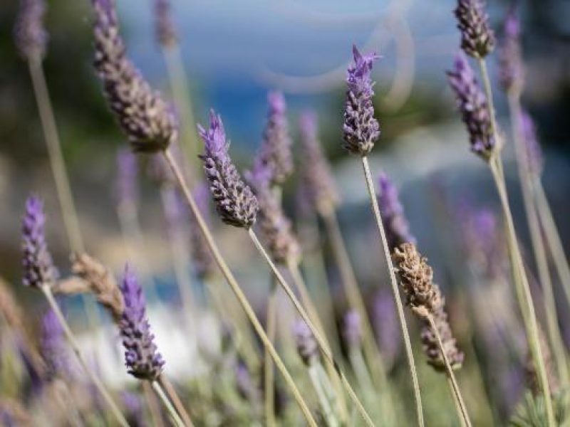 villas pro lady of hydra